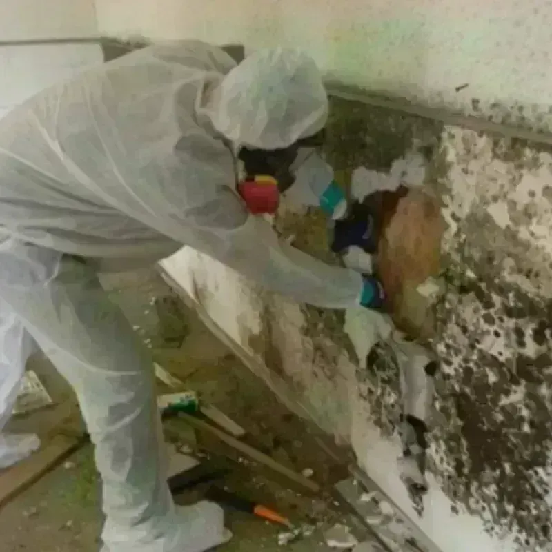 Mold Remediation and Removal in Sheldon, ND